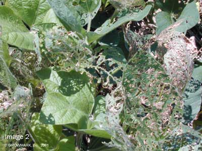 CONSIDERATIONS OF SOYBEAN REPRODUCTIVE STAGES